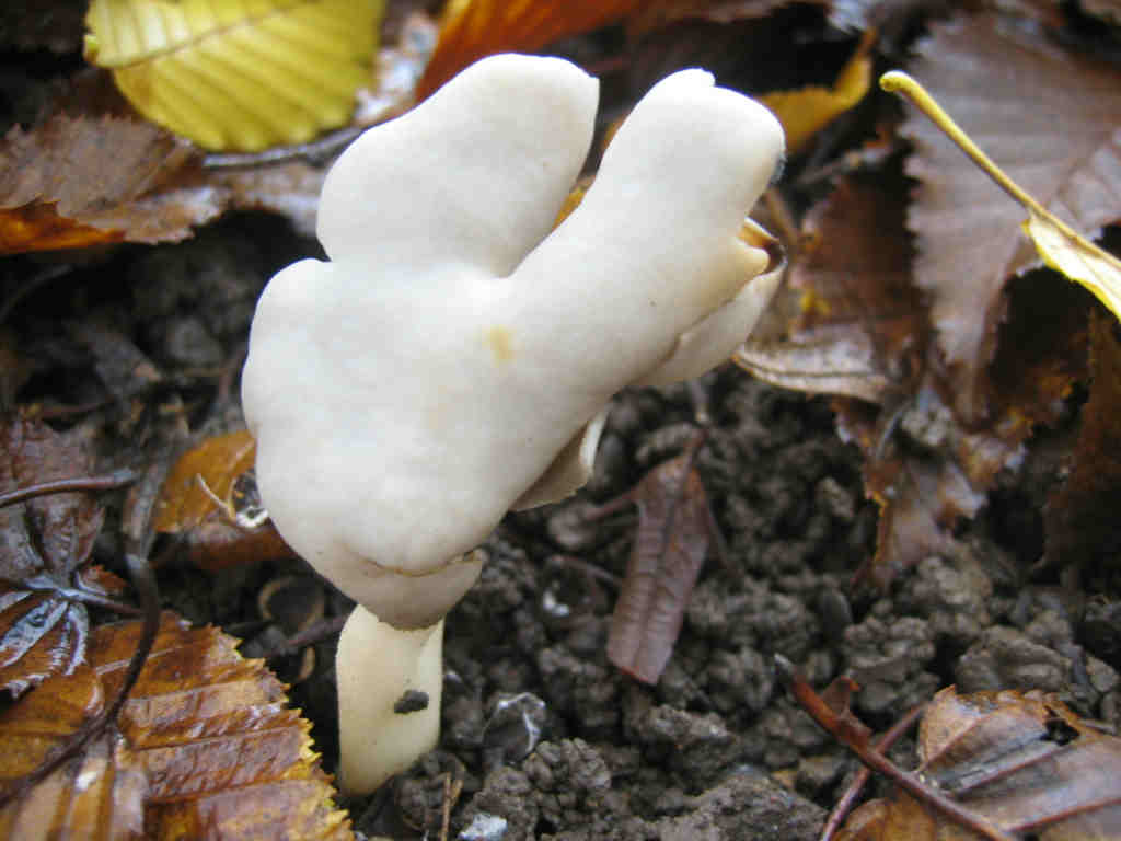 2005 :  Un anno di funghi